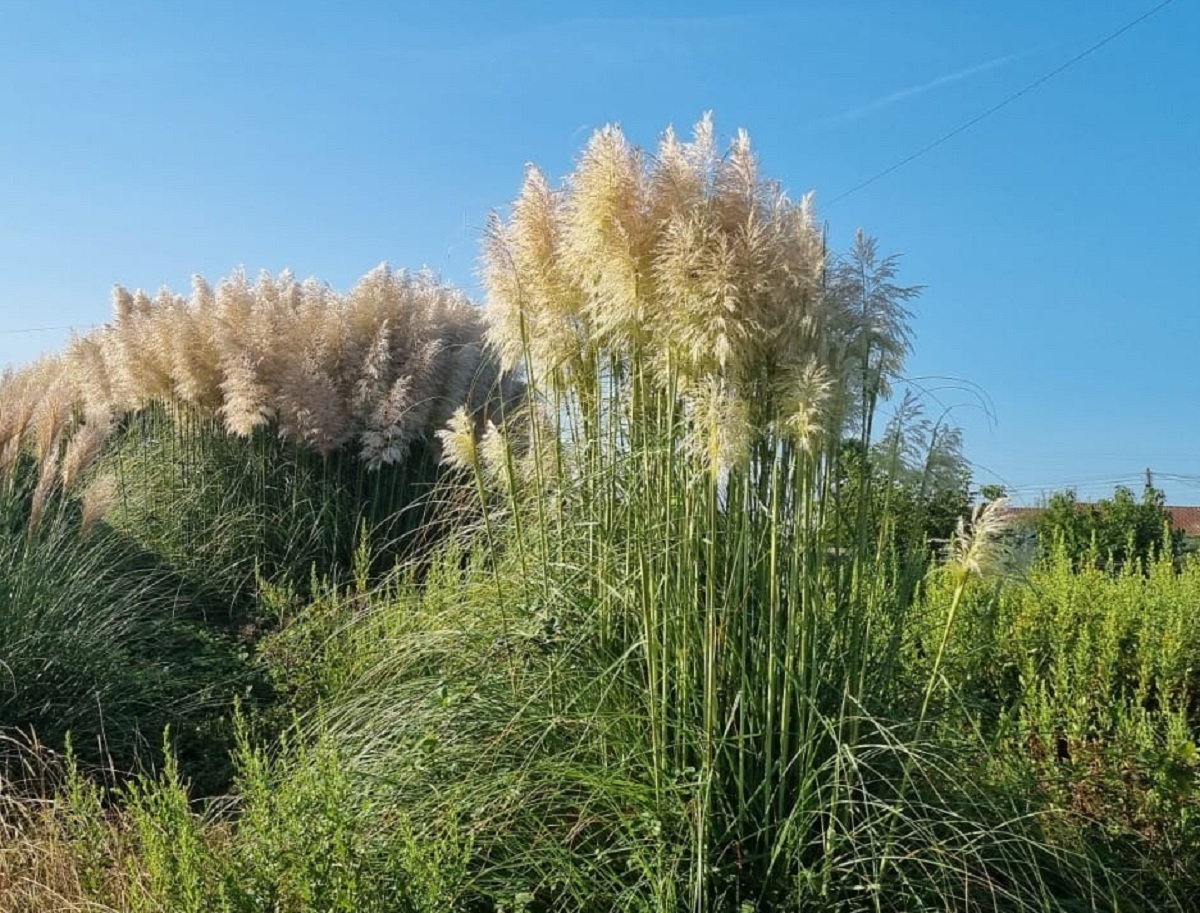 Câmara de Viana alerta para perigo destas “plumas elegantes”