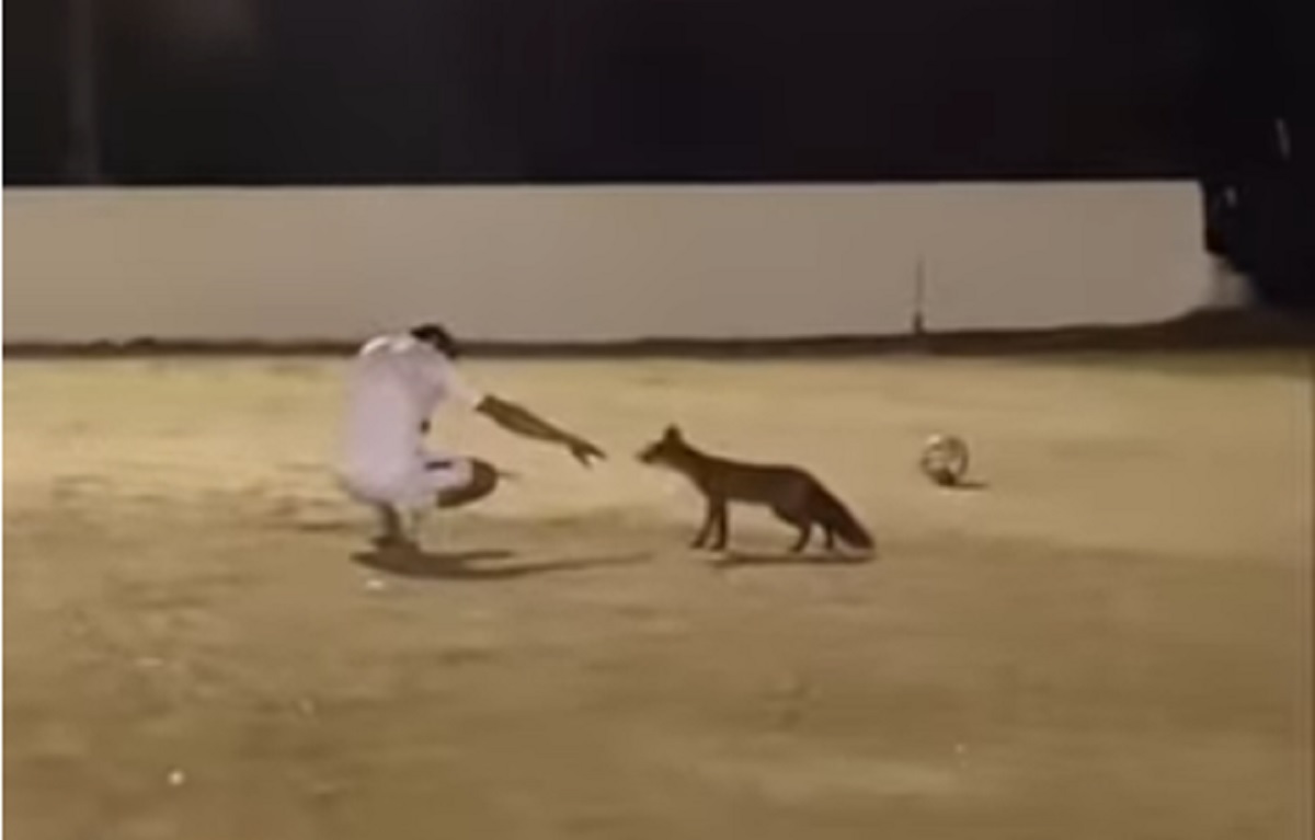 VÍDEO: Raposa visita treino de futebol em Ponte de Lima