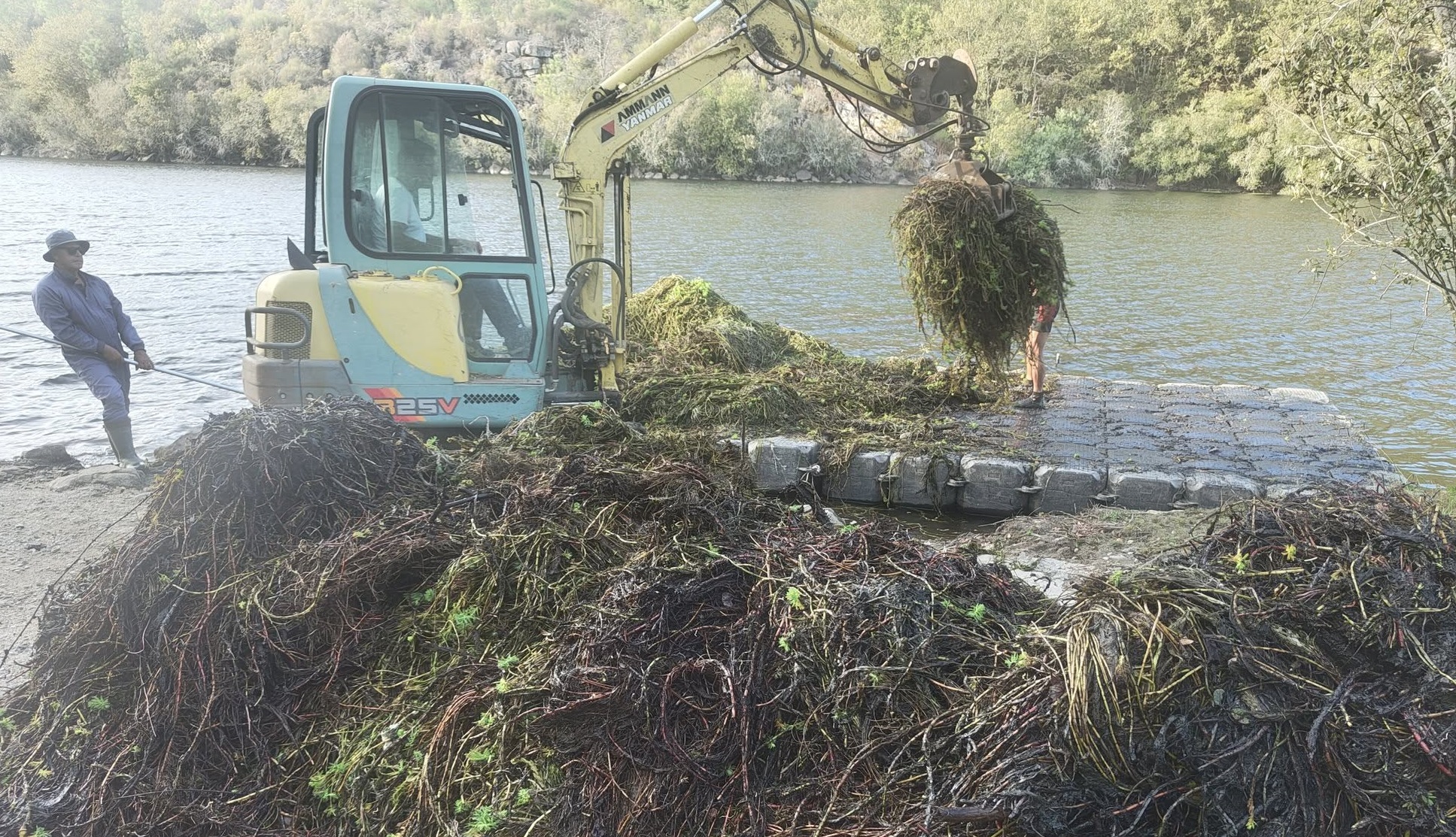 Ponte da Barca remove planta invasora nos rios Lima e Froufe