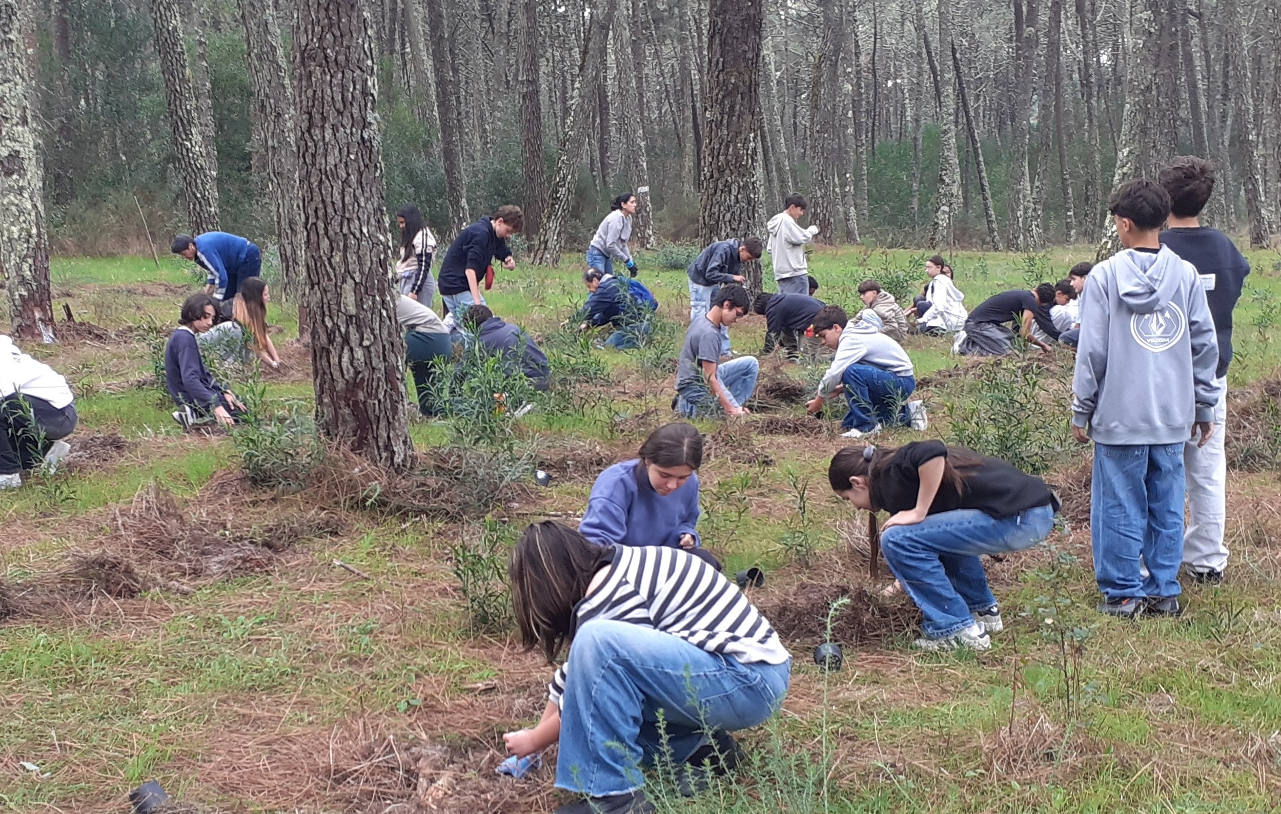 Plantadas cerca de 3.000 camarinhas na Mata do Camarido