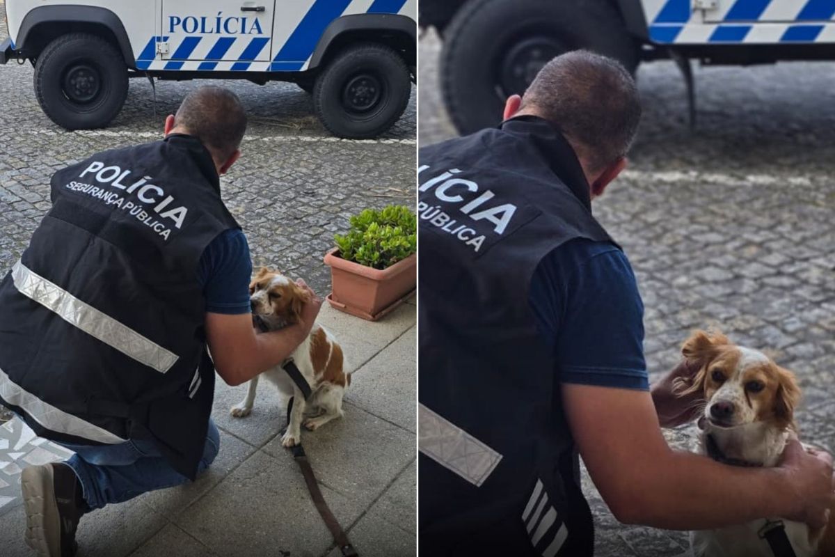 PSP de Viana recupera cadela perdida em Vila Nova de Anha