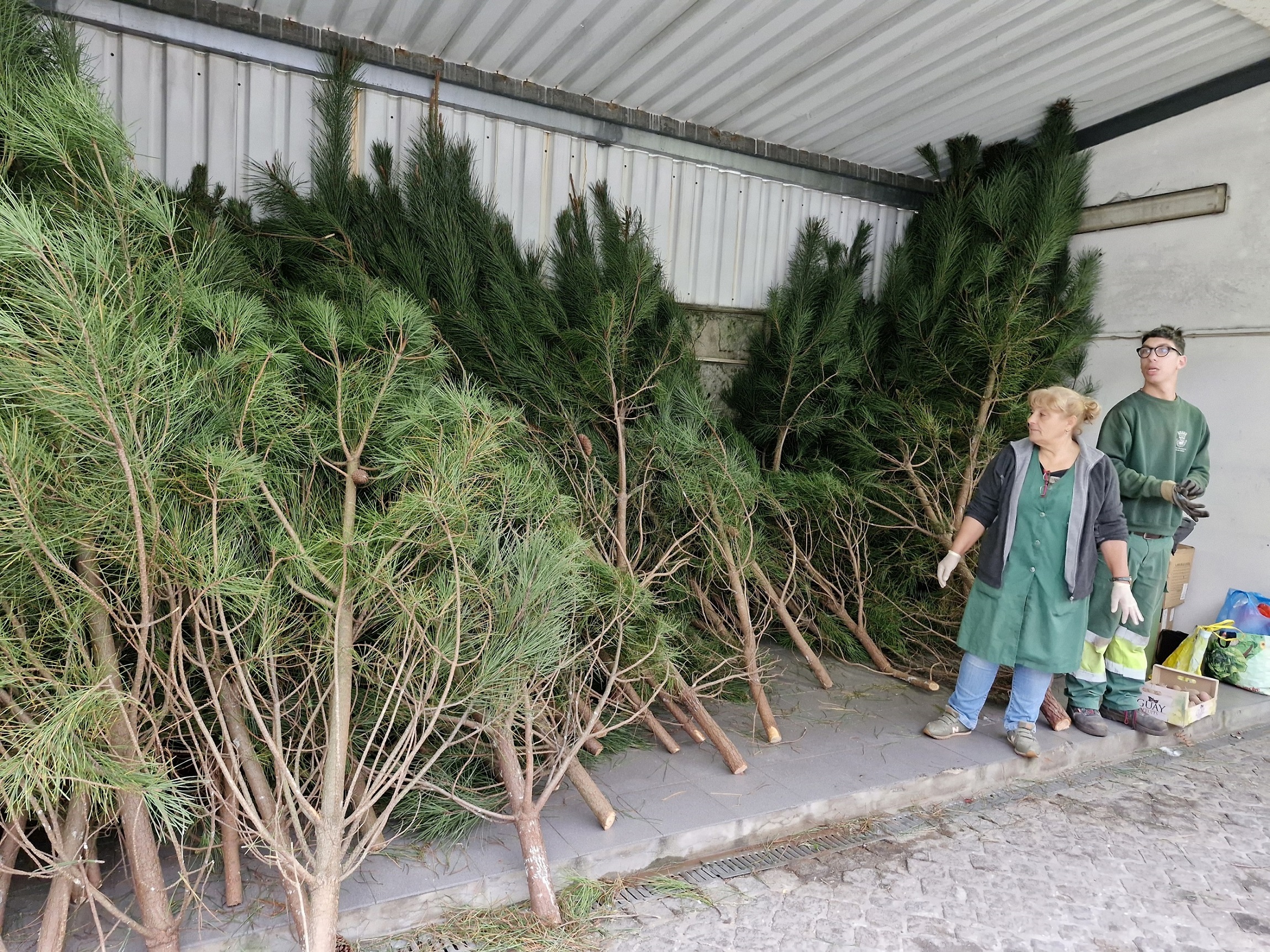 “Pinheirinhos de Natal” gratuitos disponíveis em Viana do Castelo