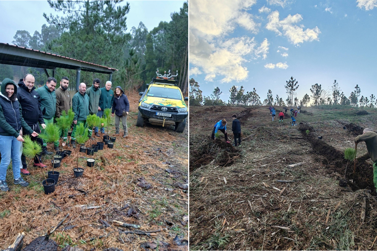São Lourenço da Montaria ganha 150 novas árvores