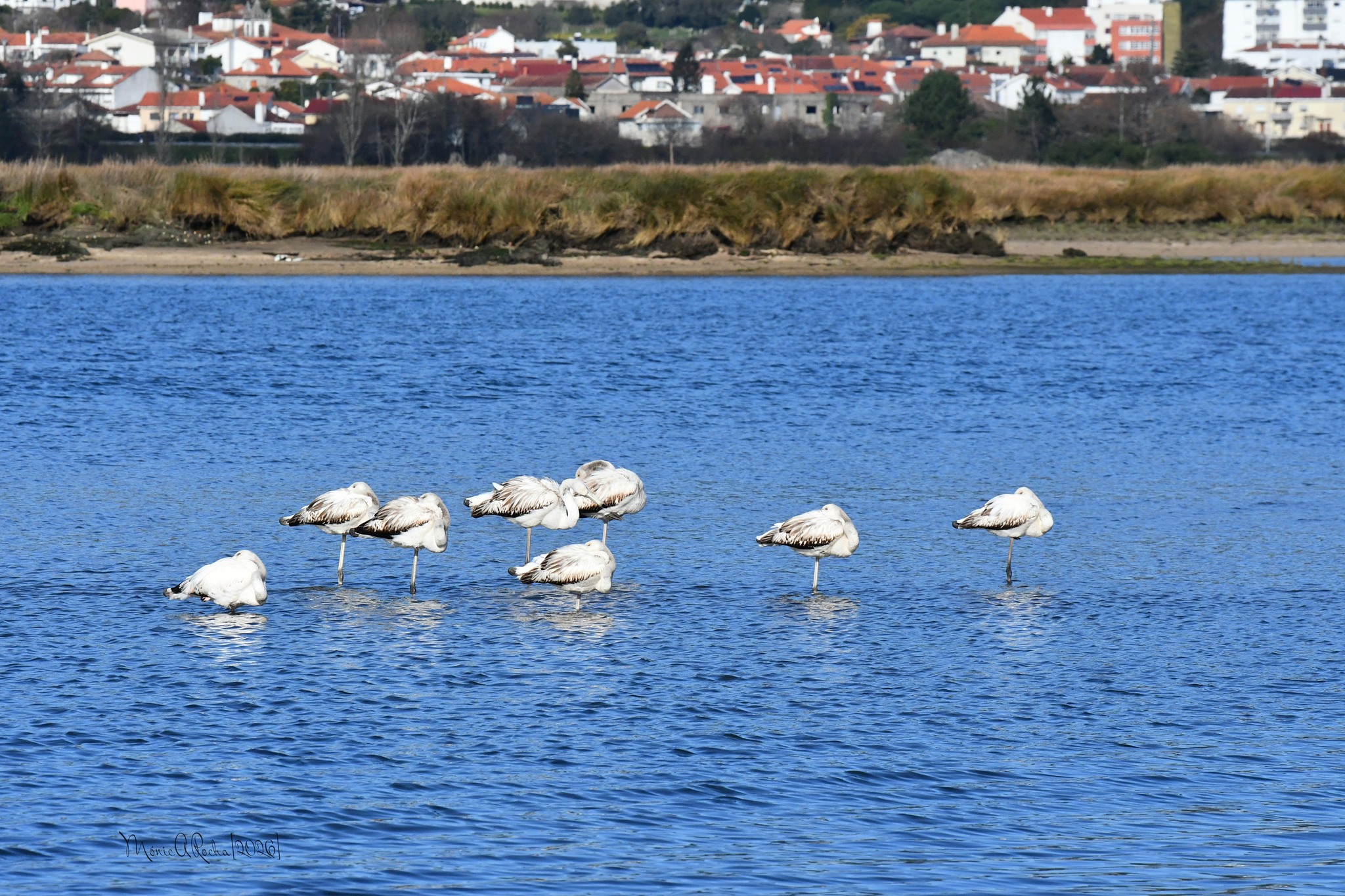 Flamingos regressam ao estuário do Lima