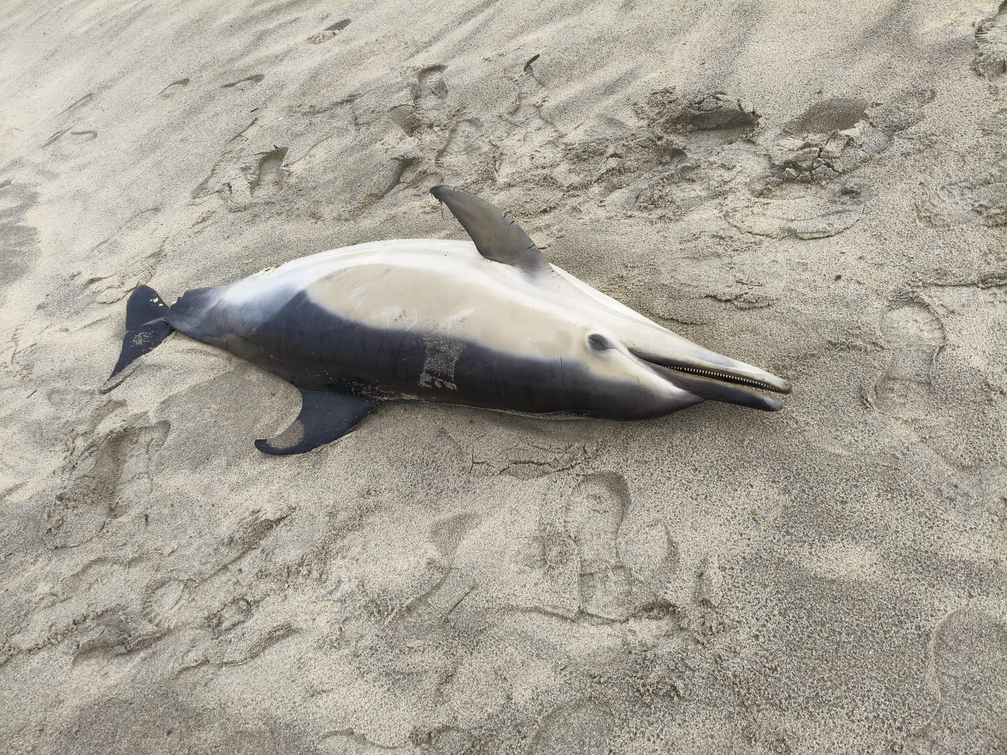 Golfinho dá à costa na praia de Afife