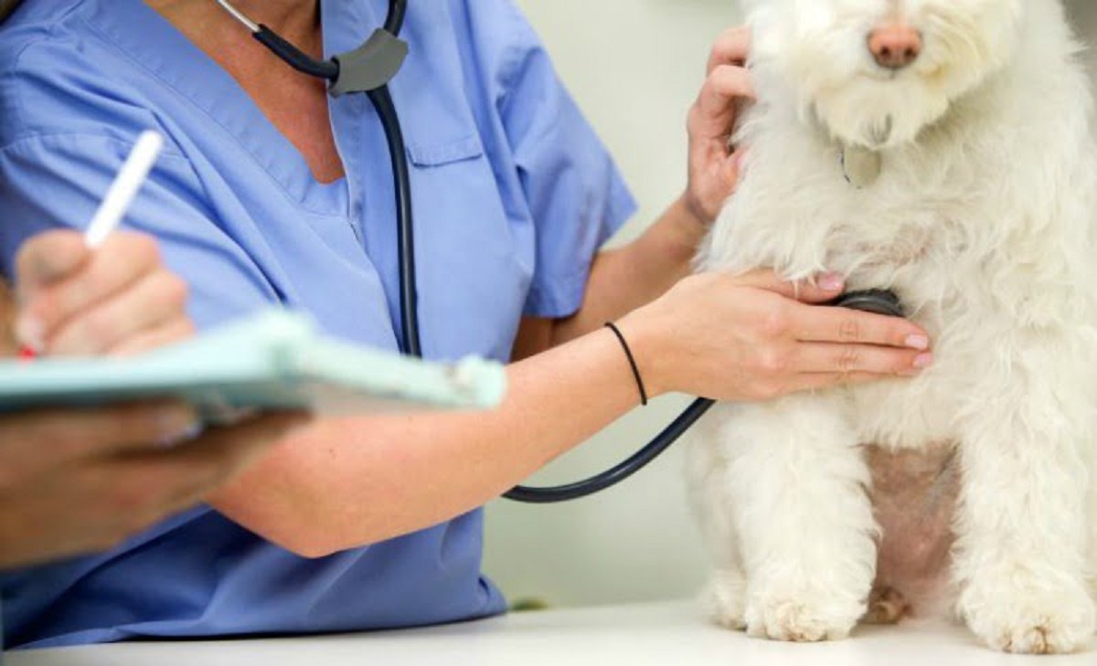 IPVC com mestrado pioneiro em Enfermagem Veterinária Médico-Cirúrgica