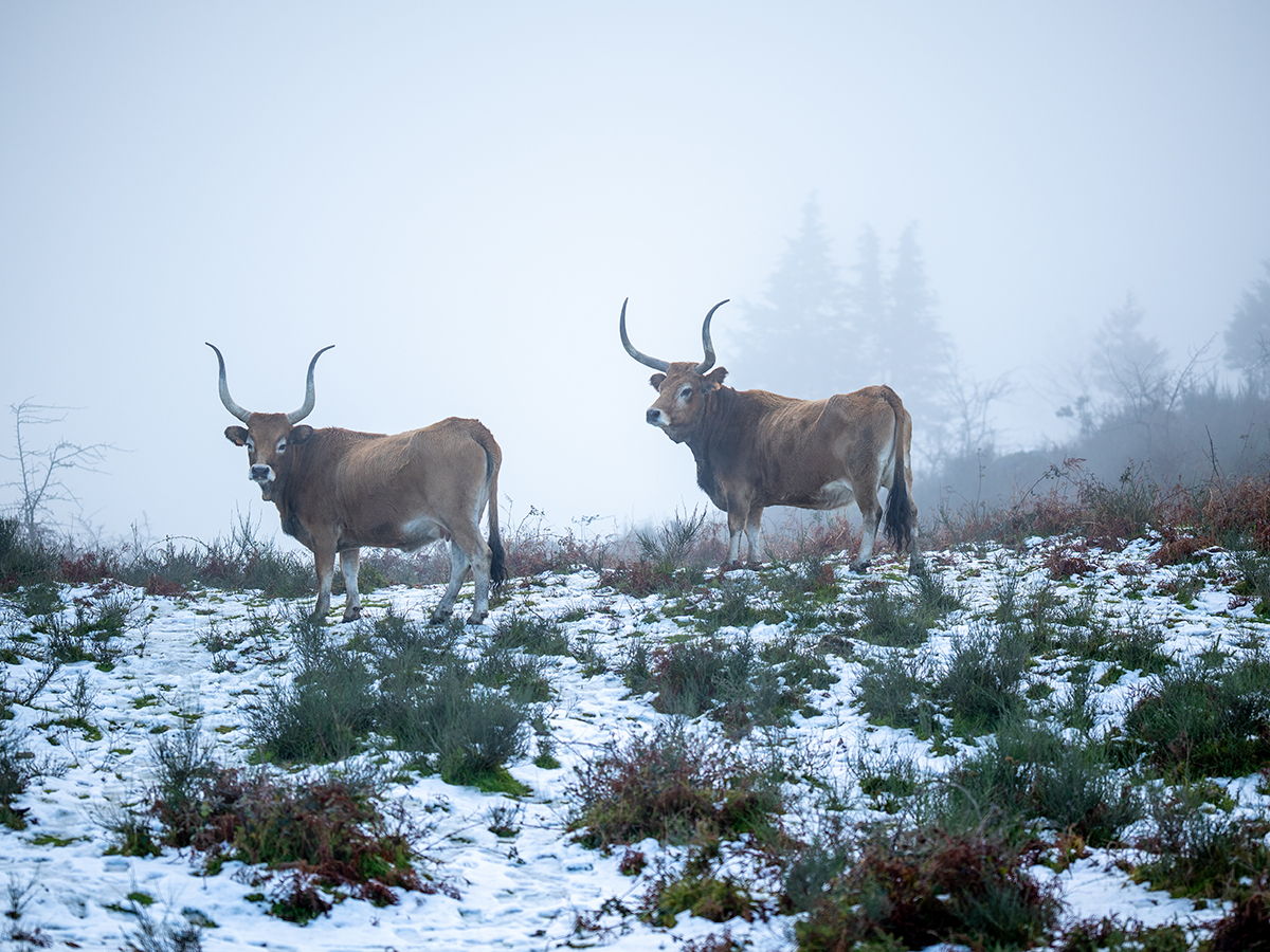 Alto Minho sob aviso amarelo devido à queda de neve