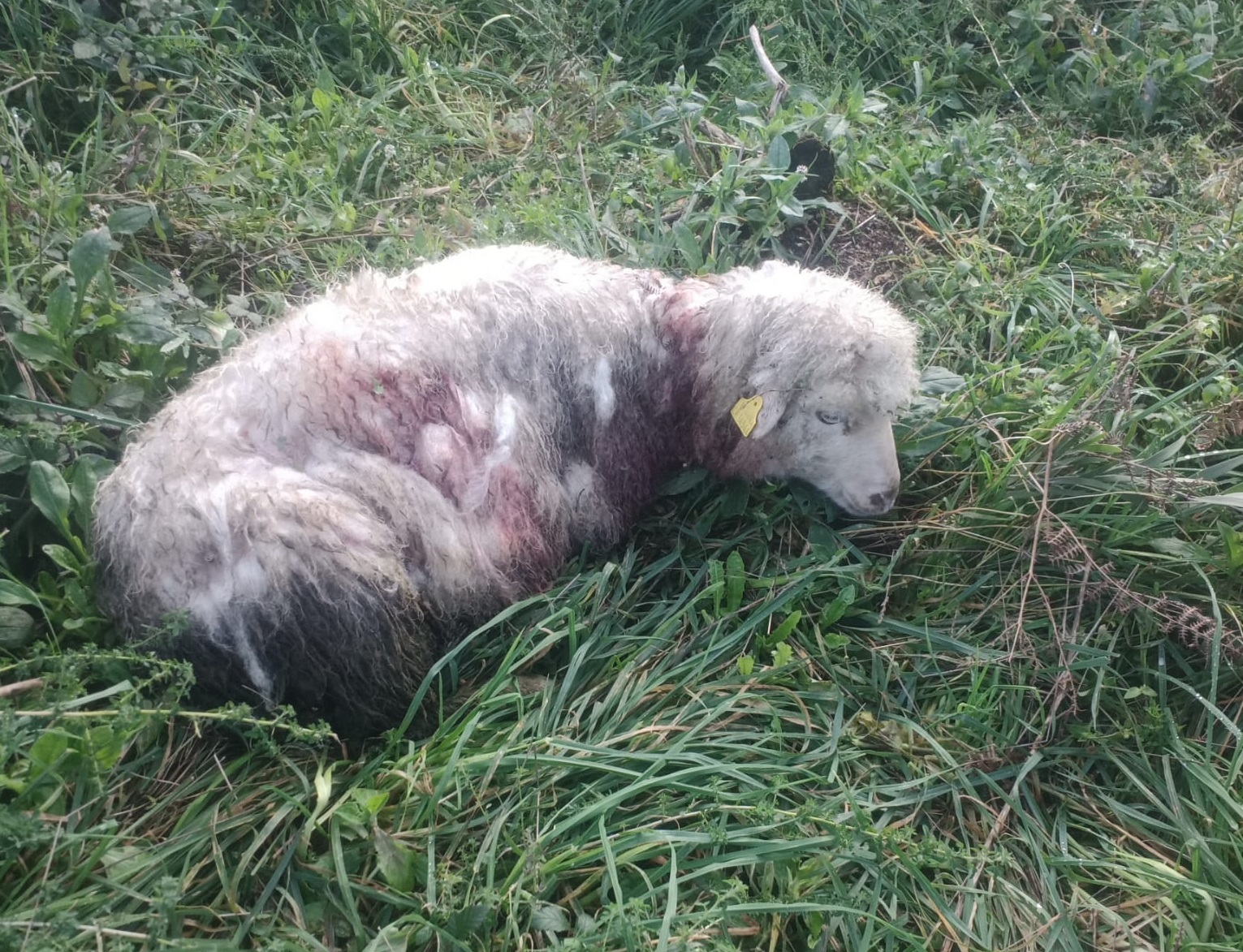 Viana: Criador perde 13 ovelhas em Geraz do Lima e suspeita de ataque de lobo