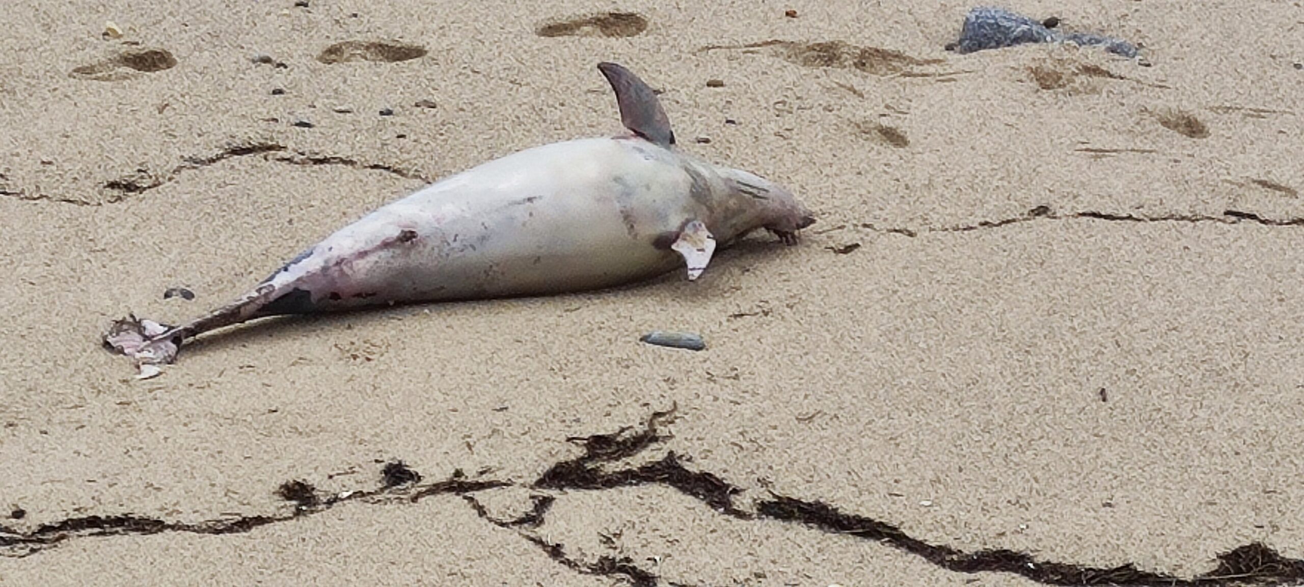Dois golfinhos dão à costa na Praia Norte em Viana do Castelo