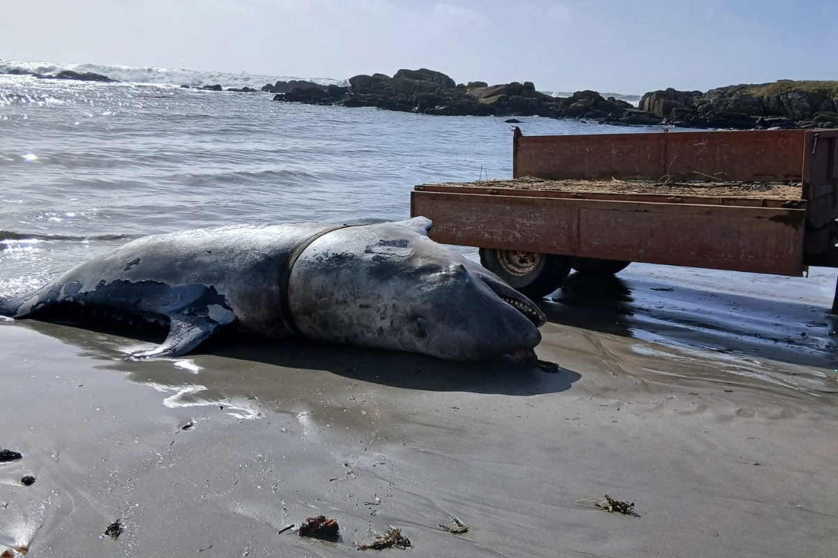 Orca dá à costa na Praia Norte em Viana