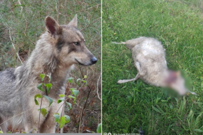 Produtores de gado criam movimento para acabar com a proteção ao lobo