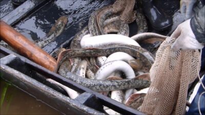 Mau tempo dificulta pesca da lampreia