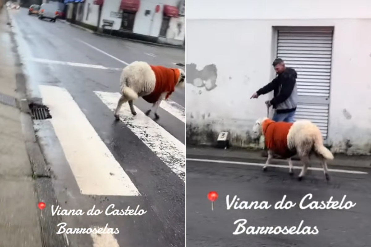 Vídeo de homem a passear ovelha de trela em Barroselas torna-se viral