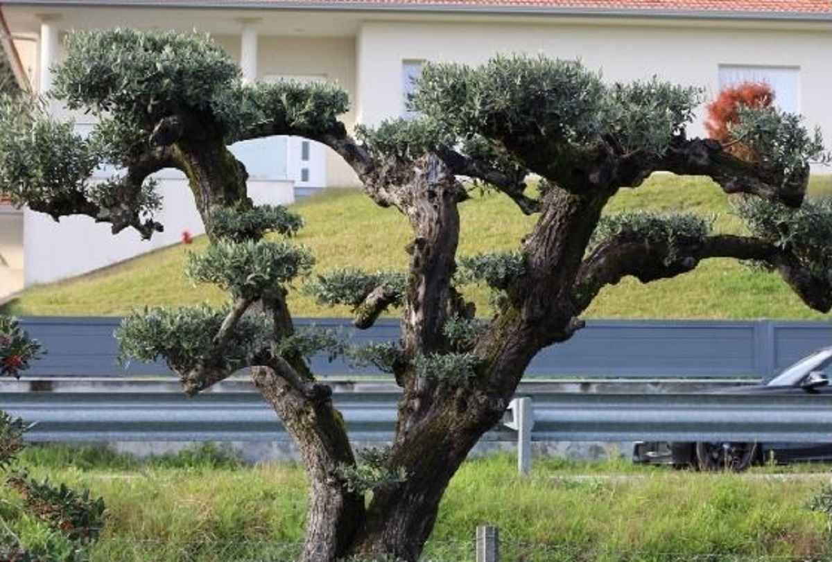 Junta de Vila Praia de Âncora repudia roubo de três oliveiras de jardins públicos