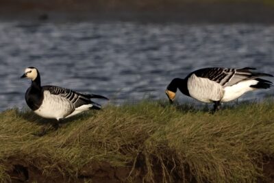 Identificadas mais de 1.000 espécies em Viana através da aplicação BioRegisto