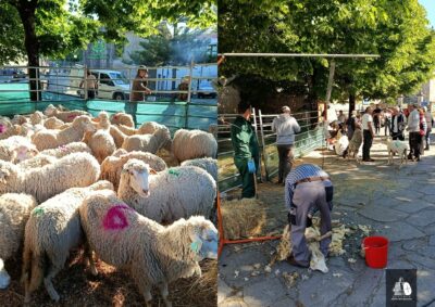 Soajo mantém tradição e dedica fim-de-semana à tosquia de ovelhas