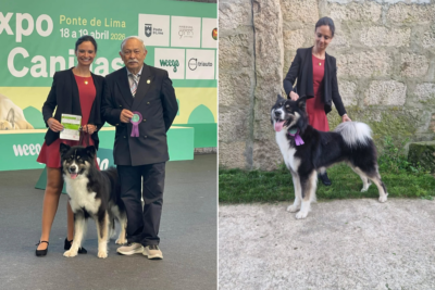 Yakutian Laika criado em Viana do Castelo vence concurso em Ponte de Lima