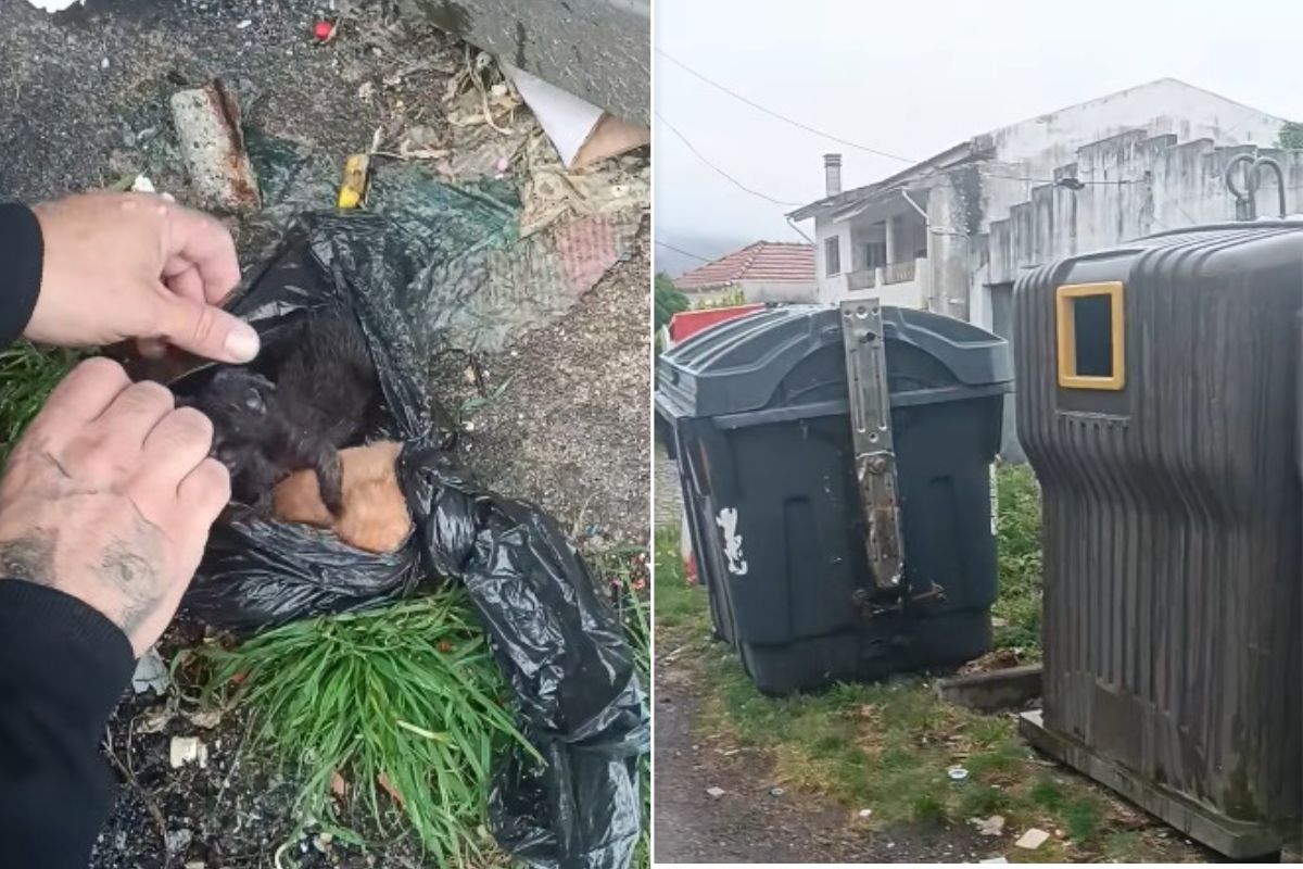 Gatos recém-nascidos abandonados no lixo em Afife