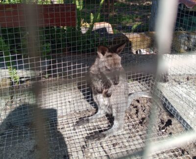 Canguru bebé encontrado em Viana Nova de Anha