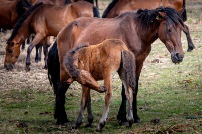 Tradição reúne cerca de 400 garranos na Serra de Santa Luzia em Viana