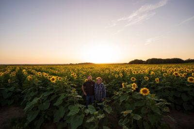 Campos de girassóis voltam a florir junto ao mar em Viana