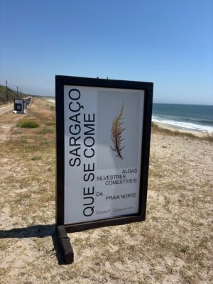 Castelo do Neiva convida população a visitar exposição “Sargaço que se Come”