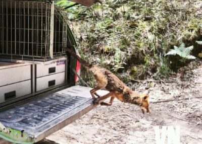 Raposa que atacou galinheiros na Meadela foi resgatada e devolvida à natureza