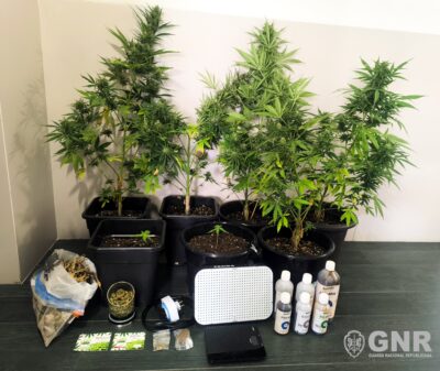Homem detido por cultivar canábis em casa em Ponte de Lima