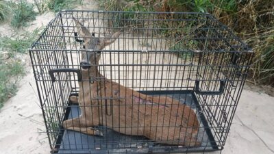 Corço atropelado em Viana é resgatado e entregue ao ICNF