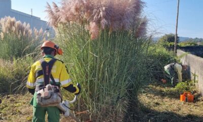 Câmara de Viana alerta para risco de propagação da erva-das-pampas