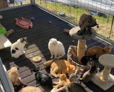 Campanha do Lidl apoia associações de proteção animal de Viana