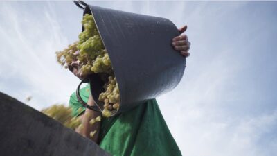 Vindima arranca quase um mês antes do habitual em Monção e Melgaço