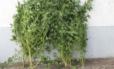 Mulher detida por cultivar canábis em Viana do Castelo