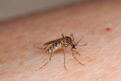 ULSAM confirma presença do mosquito que pode transmitir dengue e zika