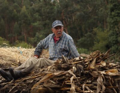 Perre recria tradicional desfolhada a 20 de setembro