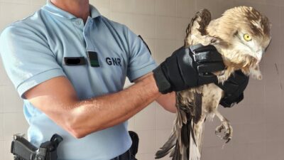 GNR resgata águia ferida em Ponte de Lima