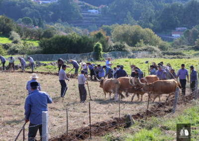 Miranda recria tradições agrícolas com lavrada e semeada de trigo e centeio