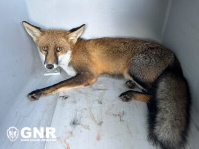 Raposa ferida resgatada em Ponte de Lima